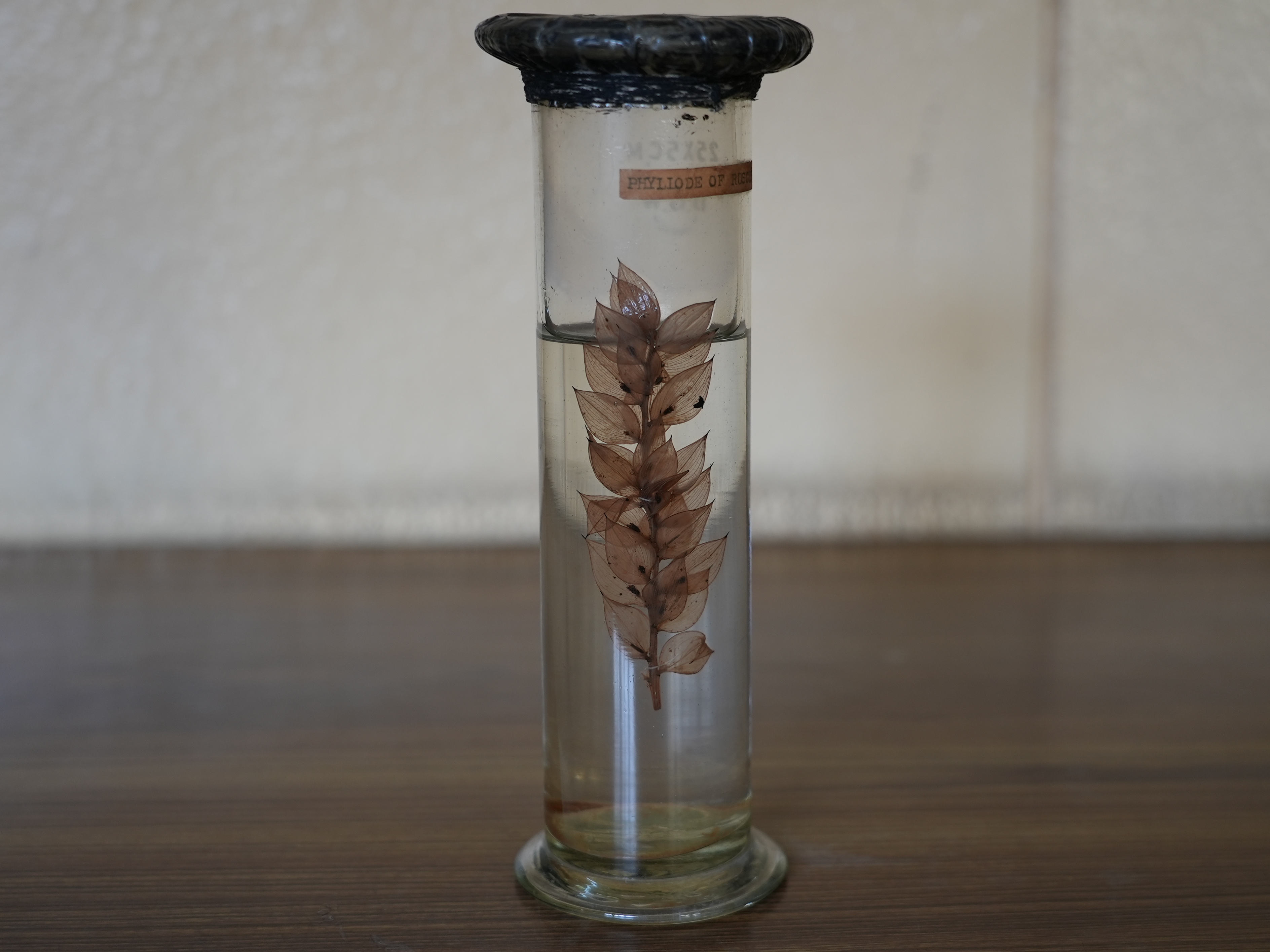  phylloclade of ruscus